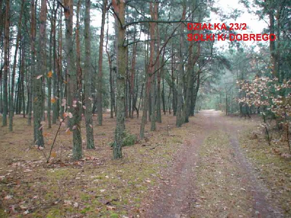 Sprzedam Działkę Leśną   1400 M2. - 20.000 Zł.