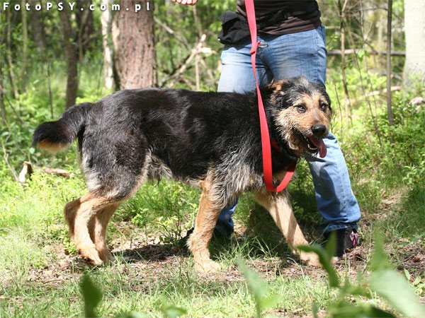Dżamper - Piękny Pies W Typie Teriera,wiecznie Uśmiechnięty, Marzy O Swoim Człowieku!!! 3