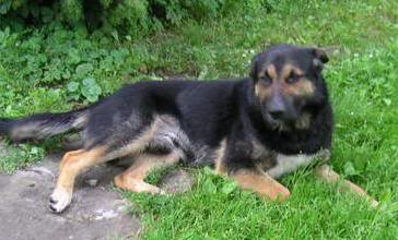 Nero ? Duży Piękny Pies - Gotowy Do Adopcji.