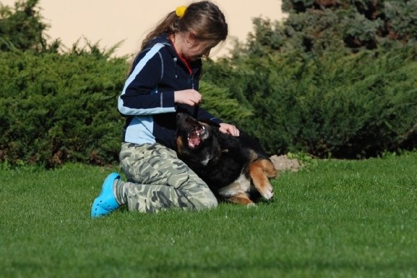 Nero ? Duży Piękny Pies - Gotowy Do Adopcji. 2