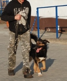 Nero ? Duży Piękny Pies - Gotowy Do Adopcji. 3