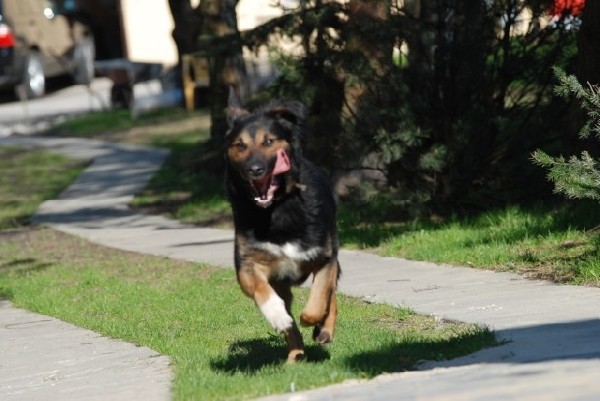 Nero ? Duży Piękny Pies - Gotowy Do Adopcji. 5