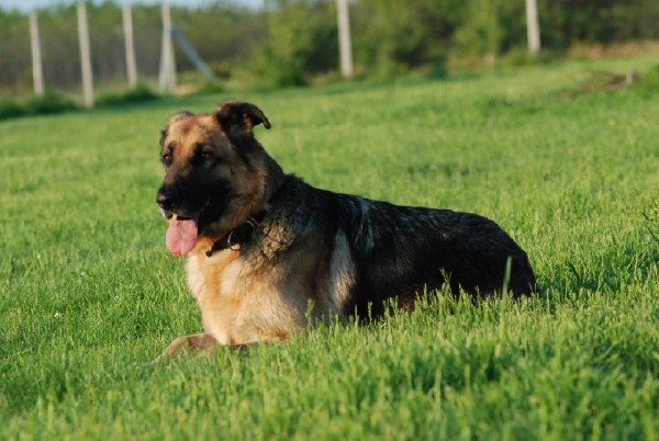 Dusia, Suczka Owczarka Niemieckiego Z Rodowodem, Do Adopcji