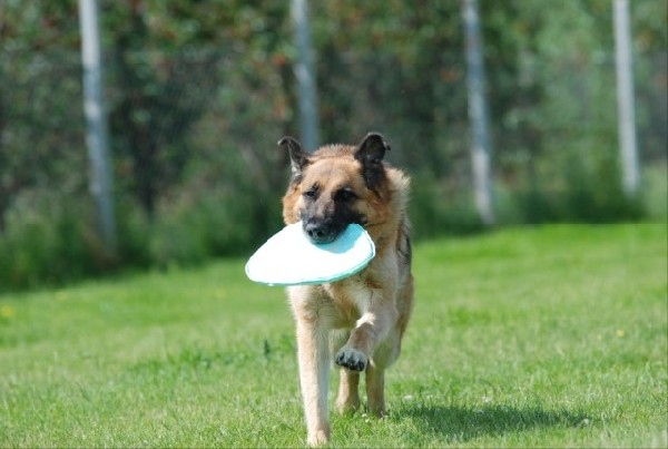 Dusia, Suczka Owczarka Niemieckiego Z Rodowodem, Do Adopcji 3