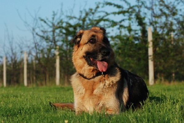 Dusia, Suczka Owczarka Niemieckiego Z Rodowodem, Do Adopcji 4