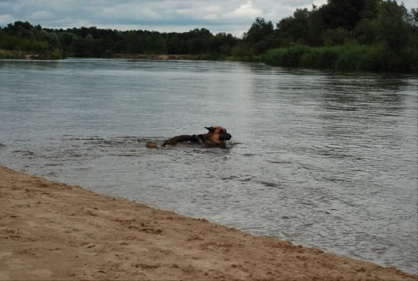 Dusia, Suczka Owczarka Niemieckiego Z Rodowodem, Do Adopcji 5