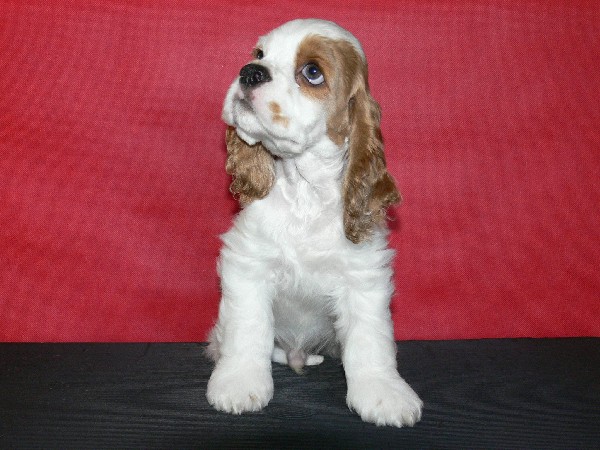 Przesliczny Cocker Spaniel Amerykanski Piesek
