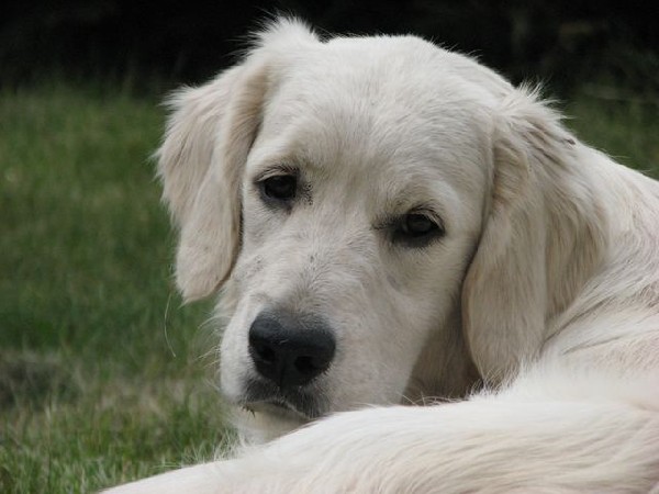 Golden Retriever Z Rodowodem - Super Psiak