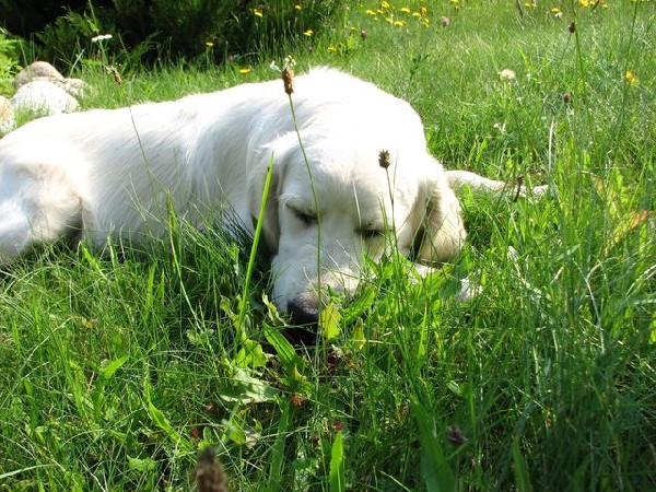Golden Retriever Z Rodowodem - Super Psiak 2