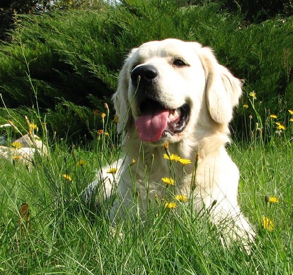 Golden Retriever Z Rodowodem - Super Psiak 3