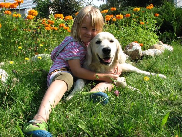 Golden Retriever Z Rodowodem - Super Psiak 4