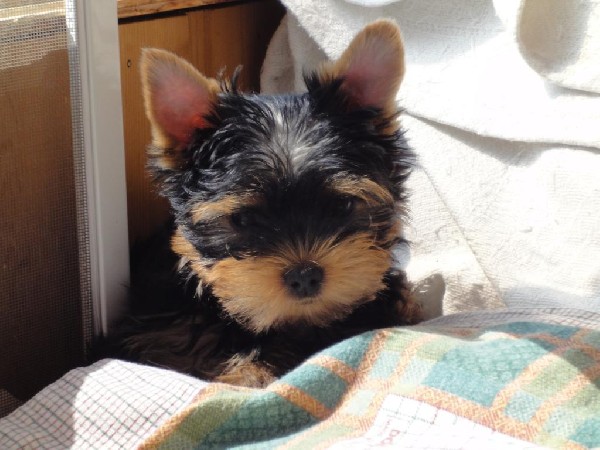 Super Miniaturowych Yorkshire Terrier