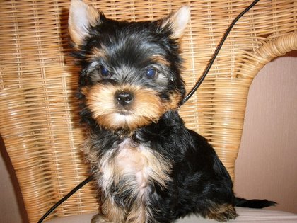 Super Miniaturowych Yorkshire Terrier 2