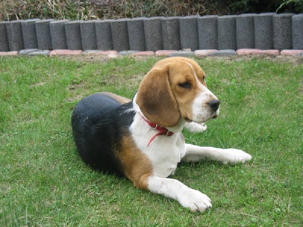 Zaginęła Sunia Beagle Ok.radomia