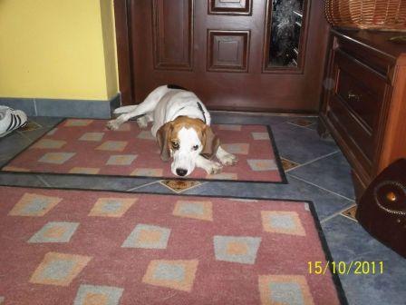 Do Adopcji Młoda Sunia Beagle Roxi 2
