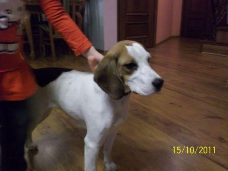 Do Adopcji Młoda Sunia Beagle Roxi 3