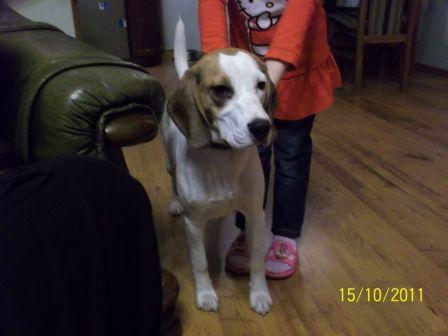 Do Adopcji Młoda Sunia Beagle Roxi 4