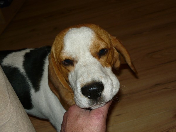 Zaginął Roczny Beagle Tricolor Raper