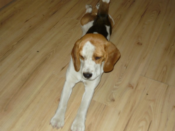 Zaginął Roczny Beagle Tricolor Raper 2