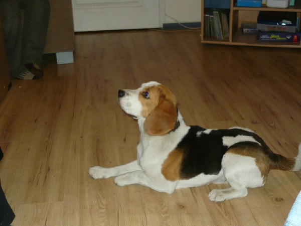 Zaginął Roczny Beagle Tricolor Raper 3