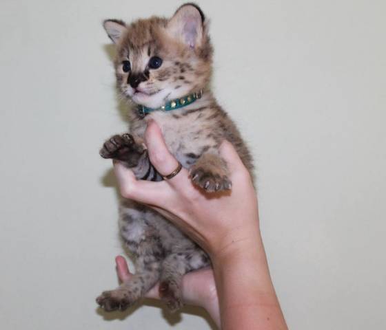    Kocięta Savannah Serval I Caracal W Wieku 4 Tygodni 2