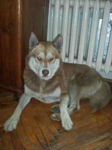 Do Adopcji Pies Husky Mikado
