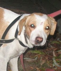 Znaleziono Psa Mieszańca Beagle łomianki 