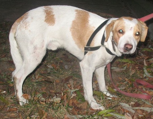 Znaleziono Psa Mieszańca Beagle łomianki  2