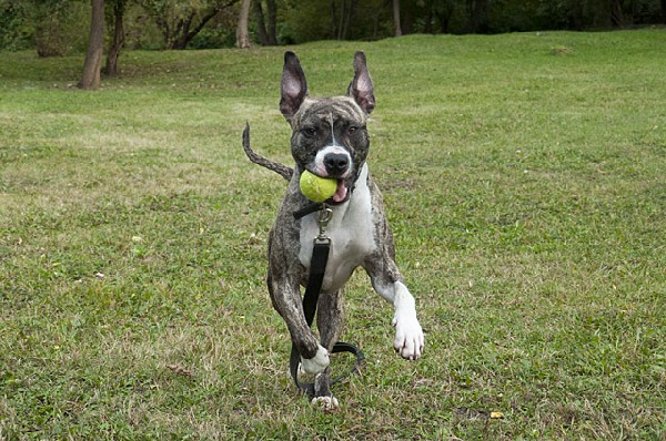 Młody Mix Amstaff Lucky Szuka Nowego Domu. Do Adopcji. 2
