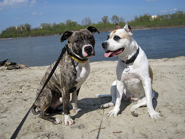 Młody Mix Amstaff Lucky Szuka Nowego Domu. Do Adopcji. 3