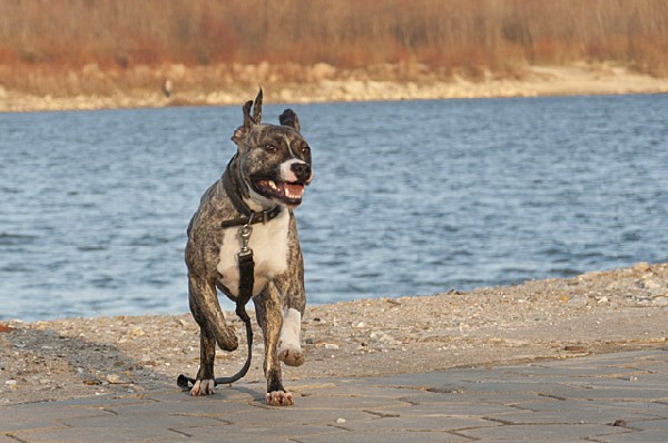 Młody Mix Amstaff Lucky Szuka Nowego Domu. Do Adopcji. 4