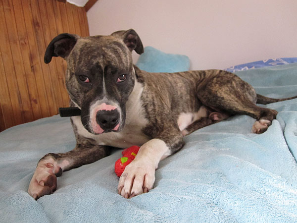 Młody Mix Amstaff Lucky Szuka Nowego Domu. Do Adopcji. 5