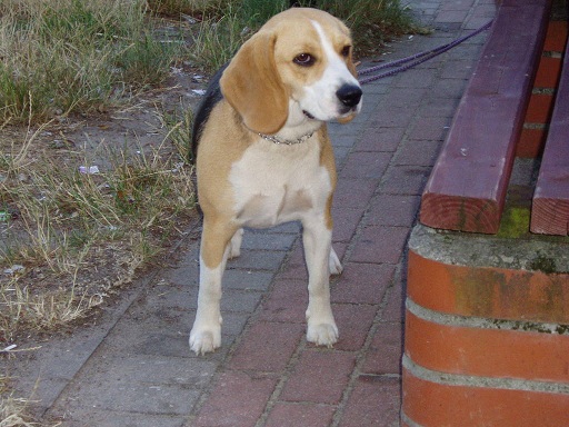 Zaginęła 3 Letnia Suczka Beagle Tricolor Pruszków 2