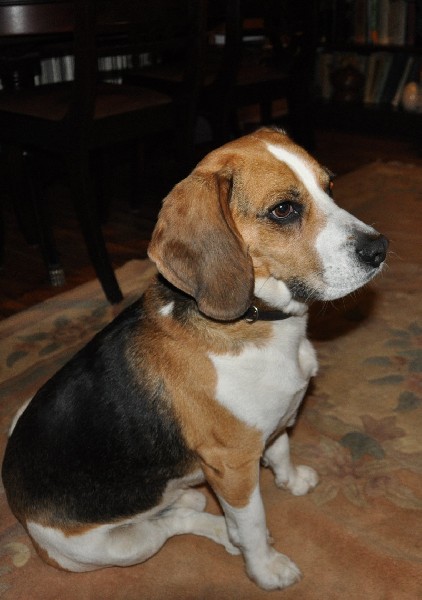 Zaginął 6-letni Beagle Tricolor Ciechanów