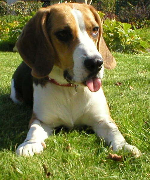 Zaginął 6-letni Beagle Tricolor Ciechanów 2