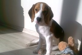 Zaginął Młody Beagle Tricolor Kampinos K. Warszawy 2