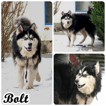 Bolt Długowłosny, Zrównoważony Husky