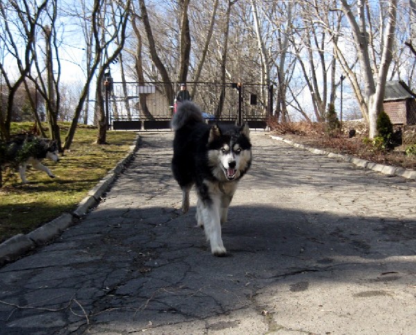 Bolt Długowłosny, Zrównoważony Husky 2