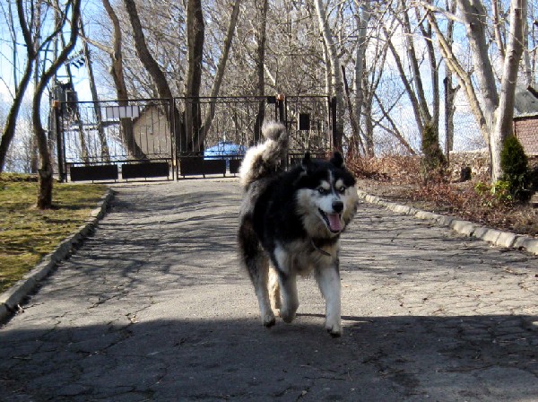 Bolt Długowłosny, Zrównoważony Husky 3