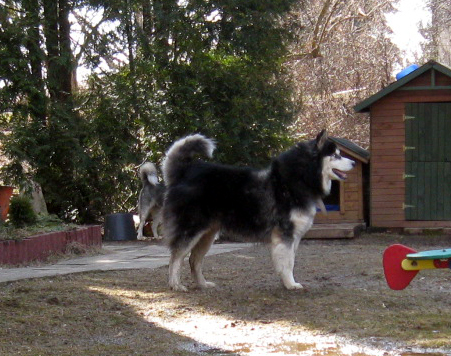 Bolt Długowłosny, Zrównoważony Husky 4