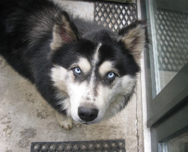 Bolt Długowłosny, Zrównoważony Husky 5