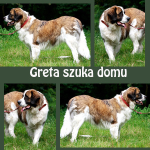 Przepiękna Greta Szuka Domu
