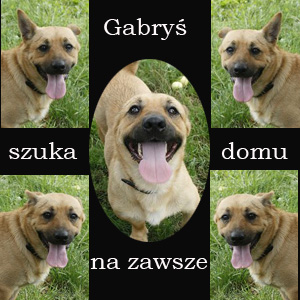 Mały Gabryś Prosi O Dom!