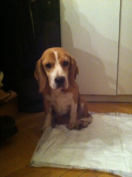 Młodziutka Sunia Beagle Eleni Szuka Dobrego Domu