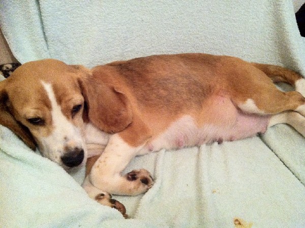 Młodziutka Sunia Beagle Eleni Szuka Dobrego Domu 2