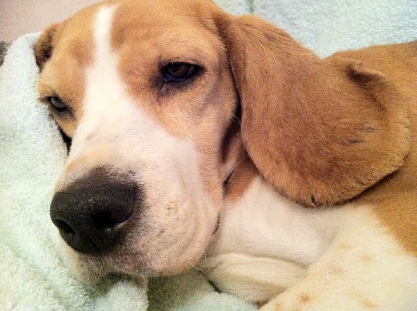 Młodziutka Sunia Beagle Eleni Szuka Dobrego Domu 3