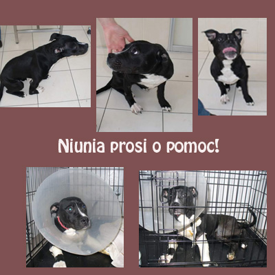 Małe Psie Dziecko Rozpaczliwie Prosi O Pomoc!
