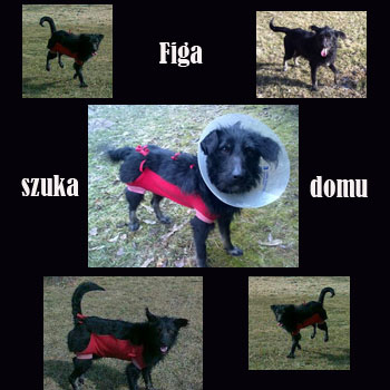 Urocza Sunia Figa Szuka Domu