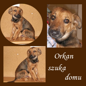 Prześliczny Szczeniak Orkan Szuka Domu