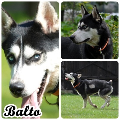 Balto - Piękny Husky Bez Ogona